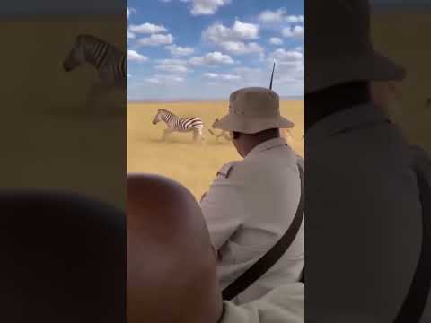 Zebra flees from lion #wildliferescue #wildlife