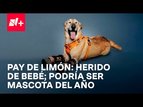 Pay de Limón, el perro que sobrevivió a grupo criminal - N+