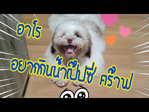 น้องหมา(น้องอาโร)อยากกินน้ำอัด น้องหมา(น้องอาโร)อยากกินน้ำอัด
