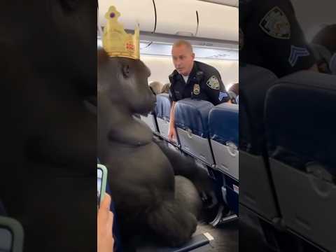 Wild monkey caught on Spirit Airlines 📰🚨