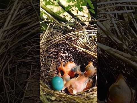 There is a cuckoo baby in the wild babbler bird’s nest (p 3) #shorts