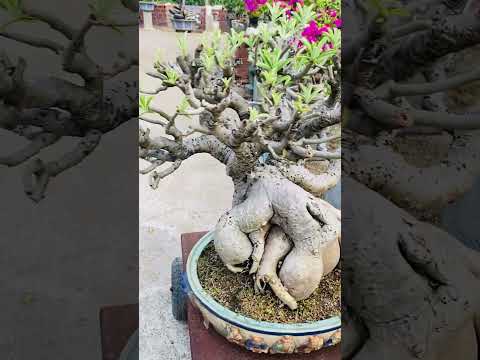 Svc Quang thiện#hoáu #hoáu