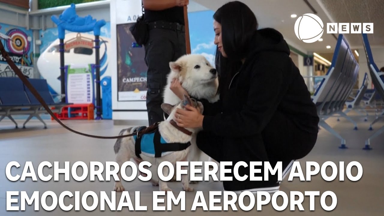 Cachorros oferecem apoio emocional em aeroporto no México