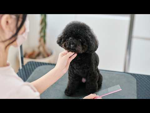 可愛いモコモコくまさんに変身するトイプードル!