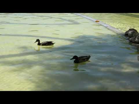 Patos a nadar no Parque dos Poetas