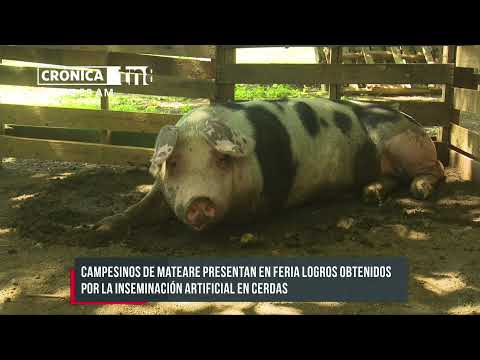 Efectúan feria porcina en el municipio de Mateare - Nicaragua