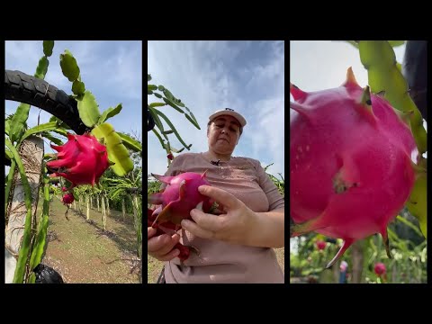 Hechos del Agro - La familia que produce pitahaya libre de venenos