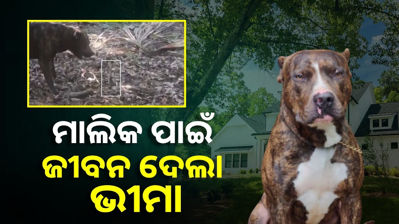 କୁକୁରକୁ କାହିଁକି ଦୁନିଆର ସବୁଠାରୁ ବିଶ୍ୱସ୍ତ ପ୍ରାଣୀ ବୋଲି କୁହାଯାଏ ଆପଣ ଏ ଭିଡିଓ ଦେଖିଲେ ଆପେ ଜାଣିପାରିବେ