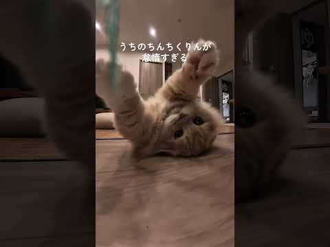 遊び方それで合ってるの?#猫 #cat