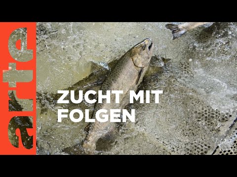 Schmutziger Lachs | Mit offenen Daten | ARTE