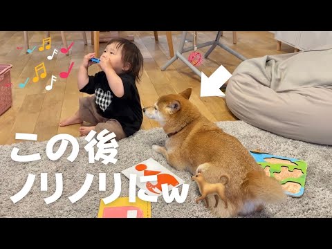 1歳児のハーモニカ演奏にノってくる柴犬が天才だったw