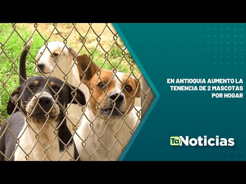 En Antioquia aumento la tenencia de 2 mascotas por hogar - Teleantioquia Noticias