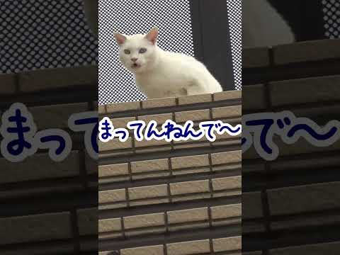 【野良猫】微妙な距離感？！【保護】#のら猫 #野良猫 #地域猫 #さくら猫 #short