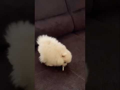 #dog #dogshorts #dogvideos #puppy #pomeranian #köpek #köpekvideoları #köpeksevgisi