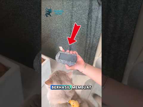kucing keberuntungan pindah dan mendapatkan harta yang tidak terduga. #shorts #kucinglucu