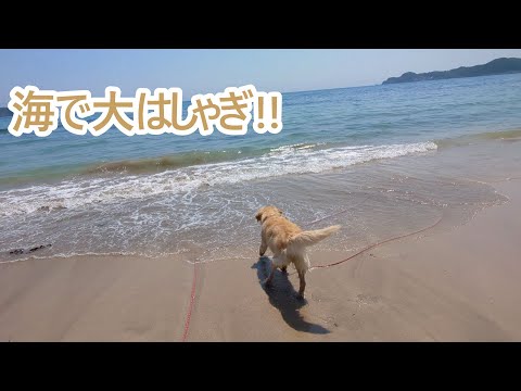 海で大はしゃぎ。ゴールデンレトリバーティト