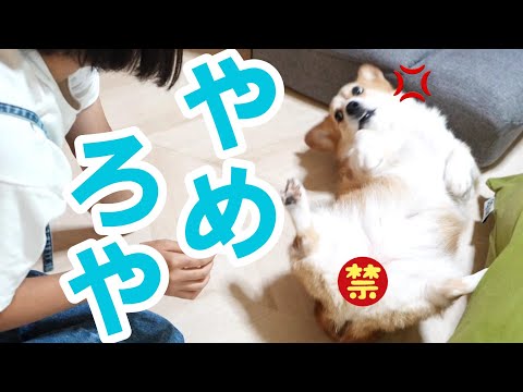 お姉ちゃんのブラッシングが気に入らずオラつくコーギー犬