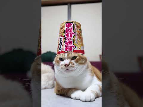 魅惑の豚醤油と癒しの猫たち：のせ猫動画で楽しむ癒しとグルメ サムネイル