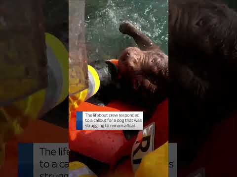 RNLI comes to dog’s rescue off Welsh coast