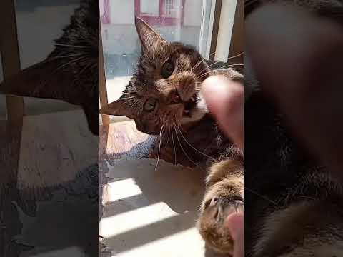 Dame Un Grrr #reels #cat #gatos #viralvideo #gato #humor #pets #michis #shorts #becky #grrrrr #love