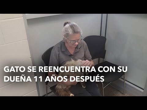 Gato se reencuentra con su dueña 11 años después