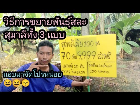 โปรต้นพันธุ์สละสุมาลีมาปี2567ม