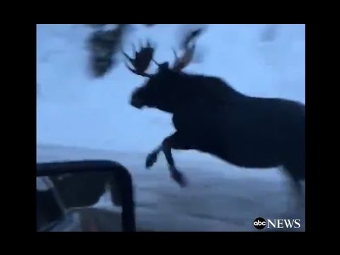 Moose Runs Alongside Car on Montana Highway