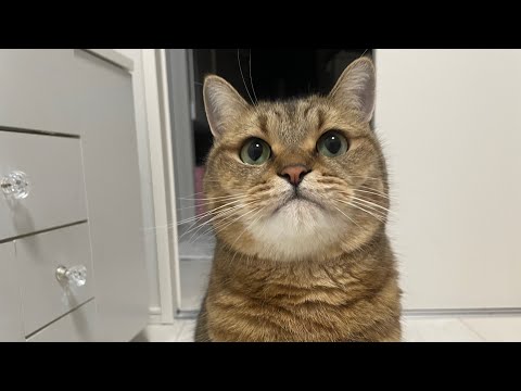 猫の動画サムネイル - うちで暮らしている丸顔猫のルーティンをぜひ見てもらいたい。