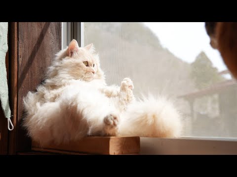 猫の動画サムネイル - 窓辺にお座りもふもふ　250602