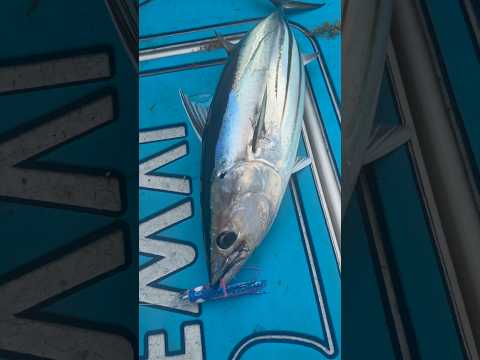 Nice skippy aka skipjack tuna on the @piscifun kraken X while trolling!🎣 video thumbnail