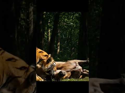 Horse #youtubeshorts #animals #tiger er