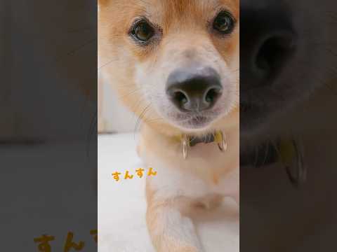猫の動画サムネイル - 【ペット用無香空間】🐶ペットのニオイ専門の無香消臭ビーズ🐱