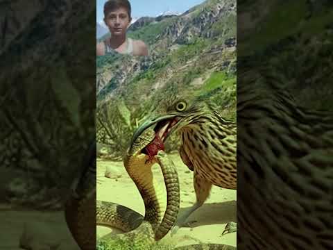 Brown Birds Vs Brown Cobra #wildlifeentertainment