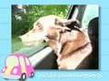 Ultra Kawaii - Cruisin Pooches - Dogs in Cars!