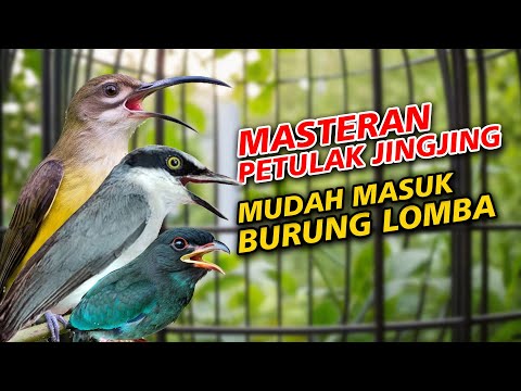 MASTERAN PETULAK JINGJING PIJANTUNG PISANG TENGKEK BUTO BURUNG LOMBA MUDAH MASUK