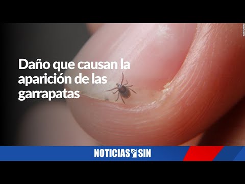 ¿Qué tan dañinas son las garrapatas para su mascota e incluso para las personas?