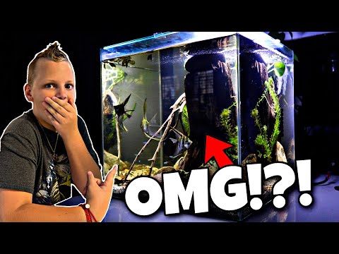 Surprising Him With DREAM Aquarium?!? Visit http_//www.freshwaterscrub.com and use code CONNOR for 10% off. ALL PROCEEDS FROM PLANT SALES 