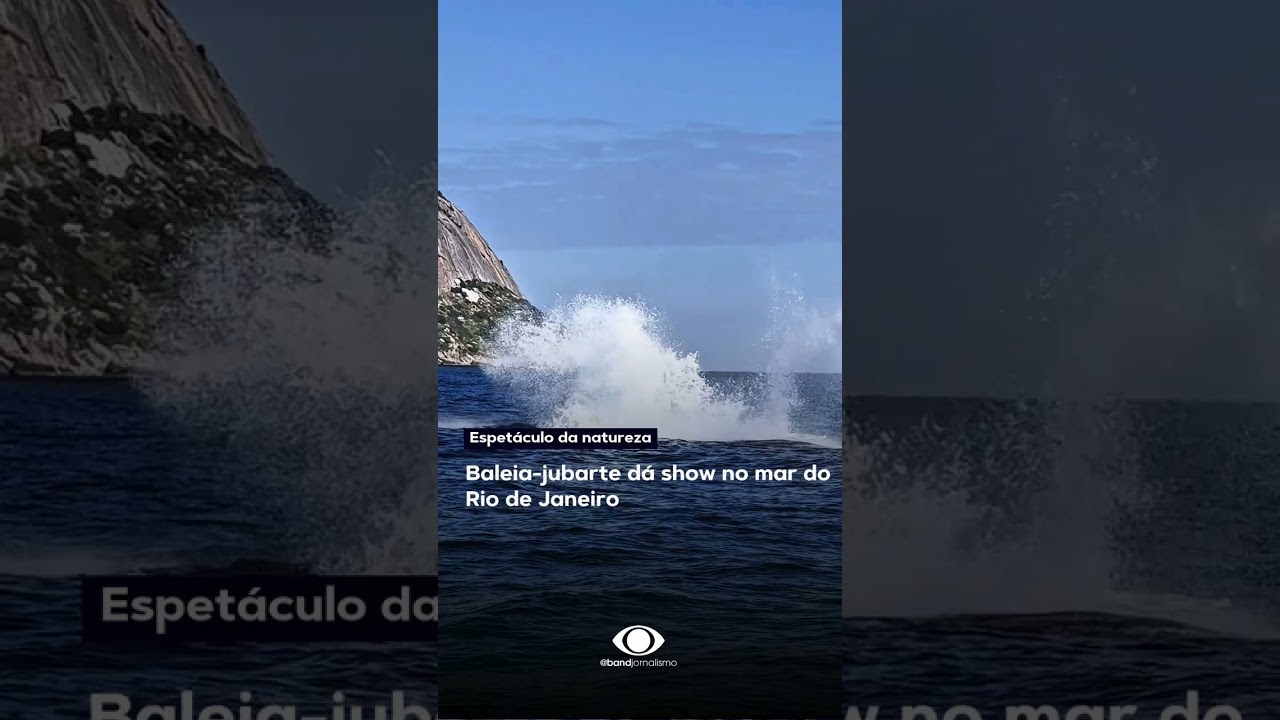 Baleia jubarte dá show no mar do Rio de Janeiro shorts