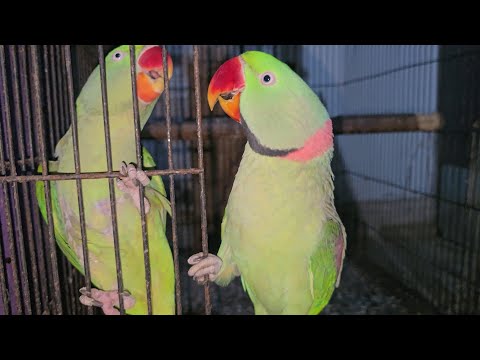 Talking Parrot Mithu Sound Jora 