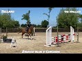 Show jumping horse 4yo ZIROCCO x CONCORDE