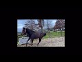 Dressuurpaard Super lieve 6 jarige fokmerrie