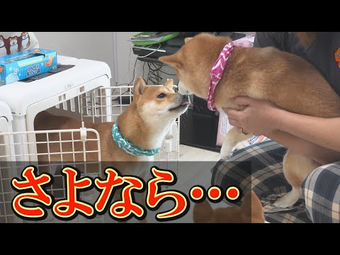 ヒートの周期不安定な柴犬の出血と適切なケアについて サムネイル