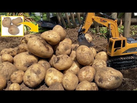 スーパーのじゃがいもを3個植えたら約20倍に増えた / How to make 20 times more potatoes from store.