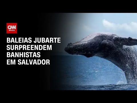 Baleias jubarte surpreendem banhistas em Salvador | CNN PRIME TIME