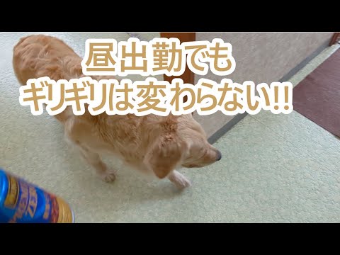 お昼出勤でもギリギリは変わらないのだ。ゴールデンレトリバーティト