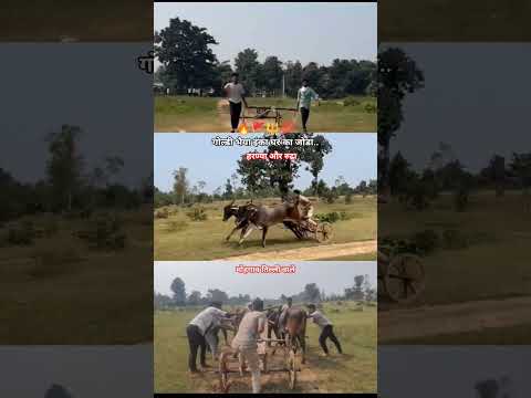 गोल्डी भैया इंका घर का जोडा..हरण्या और रुद्रा #cow #bullfarm #shorts