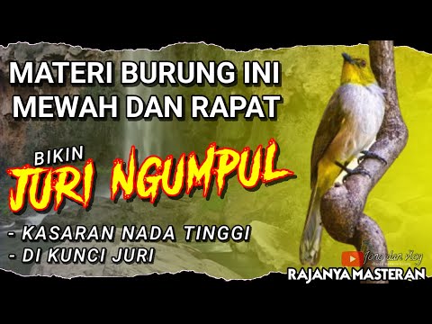 BIKIN JURI NGUMPUL!! Masteran Kasaran Nada TINGGI - MASTERAN Tembakan RAPAT Untuk BURUNG LOMBA