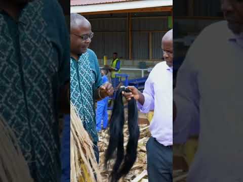Texfad turning Banana Waste into valuable fibre used to make carpets, biodegradable hair extensions