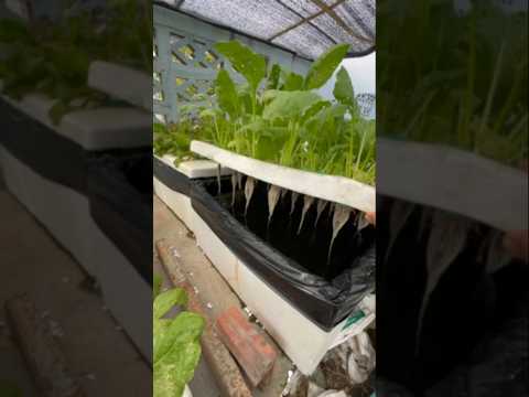 ตั้ม เกษตรพอเพียงเกษตรมือใหม่ Tum Kaset Por piang ปลูกผักบนกล่องโพมshotsตั้มเกษตรพอเพียงคลิปสั้นผักไฮโดโปรนิกส
