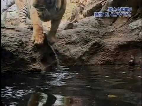 THE TIGER's hot spring show.-